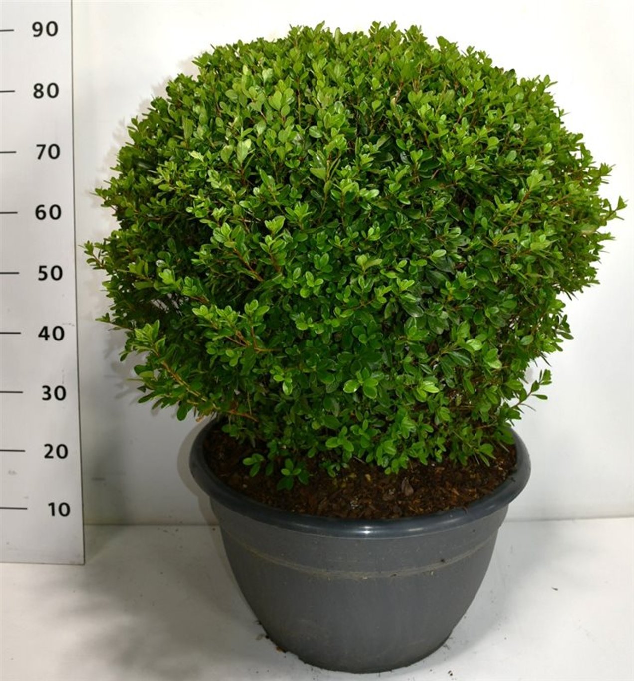 Rhododendron 'Sylvester' - 60-70 CM Ball Cont.